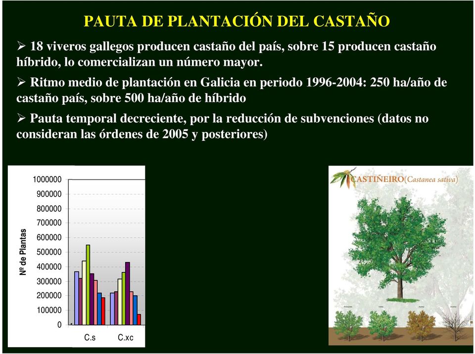 Ritmo medio de plantación en Galicia en periodo 1996-2004: 250 ha/año de castaño país, sobre 500 ha/año de híbrido