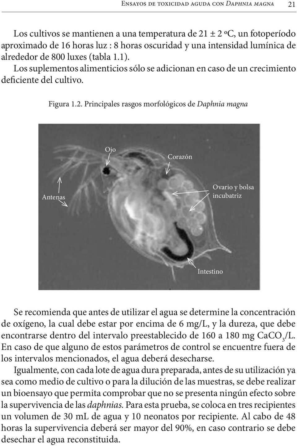 Principales rasgos morfológicos de Daphnia magna Ojo Corazón Antenas Ovario y bolsa incubatriz Intestino Se recomienda que antes de utilizar el agua se determine la concentración de oxígeno, la cual