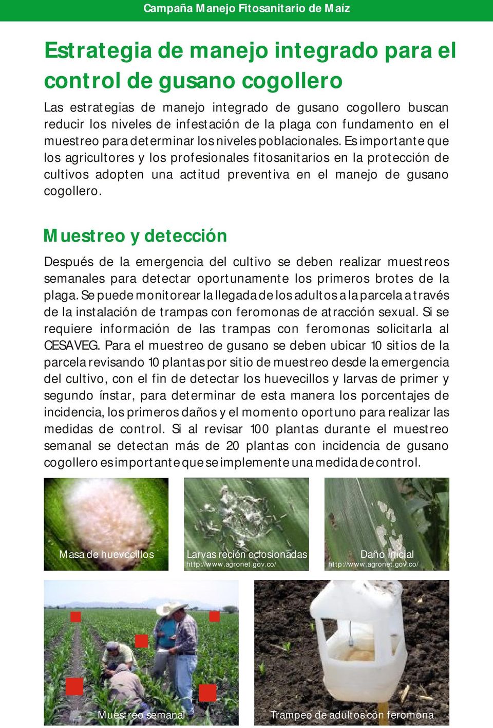 Es importante que los agricultores y los profesionales fitosanitarios en la protección de cultivos adopten una actitud preventiva en el manejo de gusano cogollero.