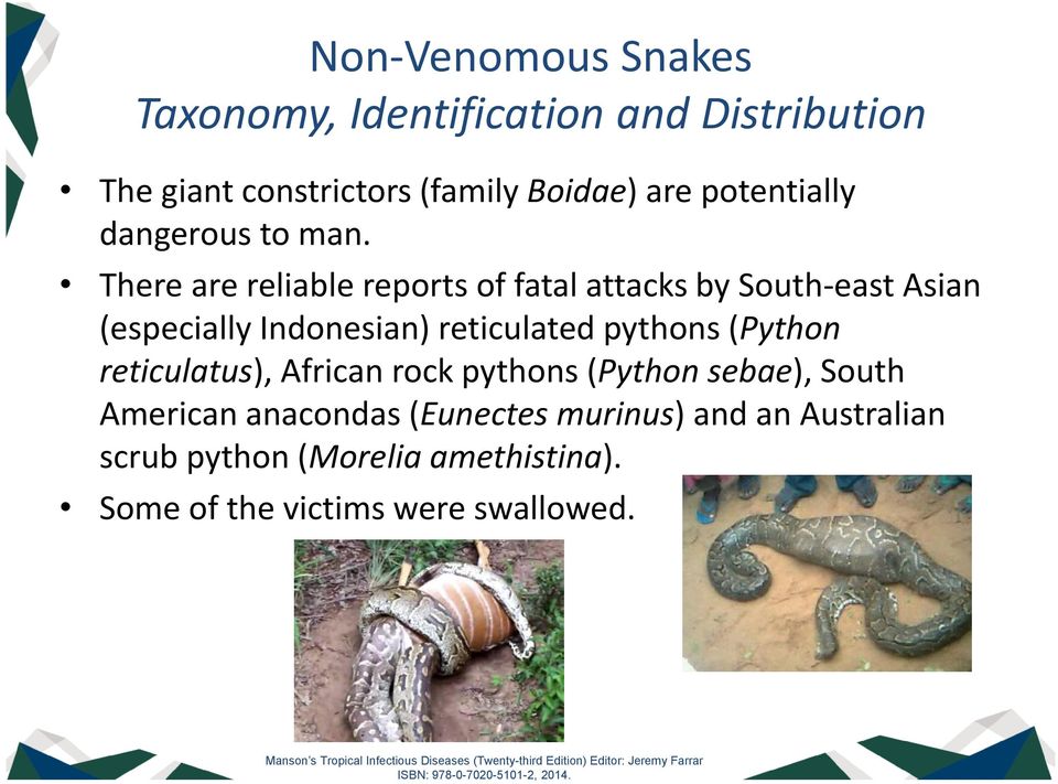 rock pythons (Python sebae), South American anacondas (Eunectes murinus) and an Australian scrub python (Morelia amethistina).