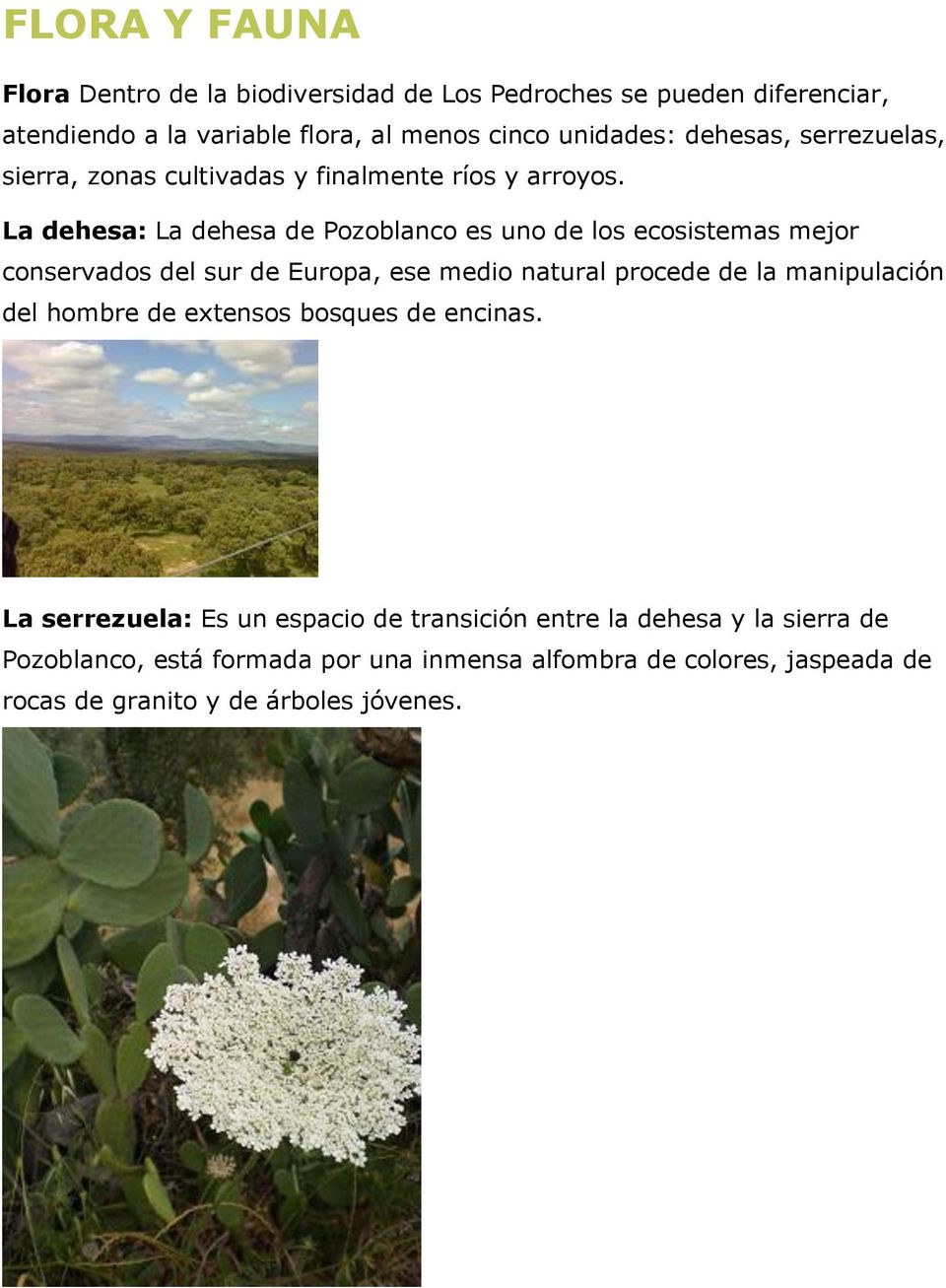 La dehesa: La dehesa de Pozoblanco es uno de los ecosistemas mejor conservados del sur de Europa, ese medio natural procede de la manipulación del