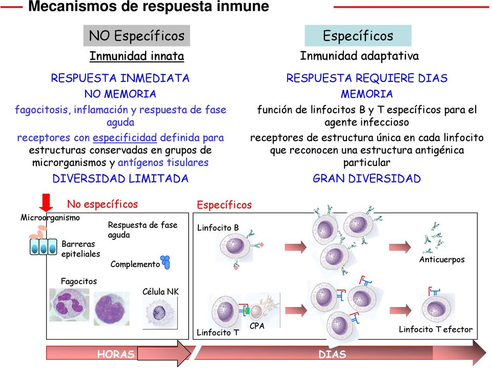 función de linfocitos B y T específicos para el agente infeccioso receptores de estructura única en cada linfocito que reconocen una estructura antigénica particular GRAN