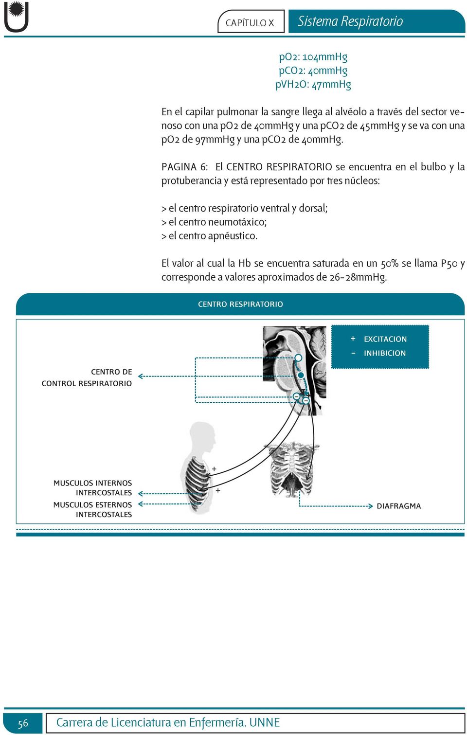 PAGINA 6: El CENTRO RESPIRATORIO se encuentra en el bulbo y la protuberancia y está representado por tres núcleos: > el centro respiratorio