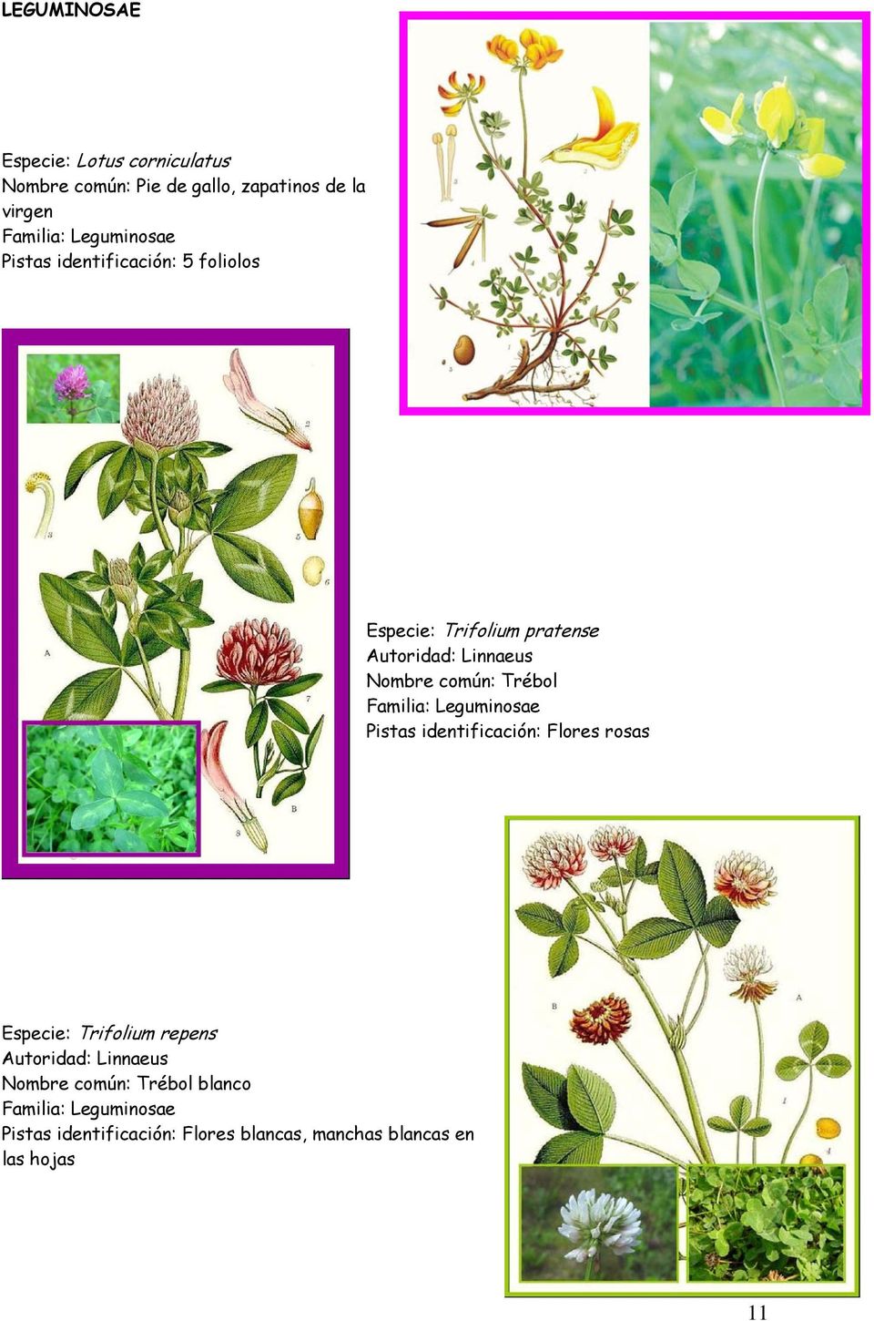 común: Trébol Familia: Leguminosae Flores rosas Especie: Trifolium repens Nombre