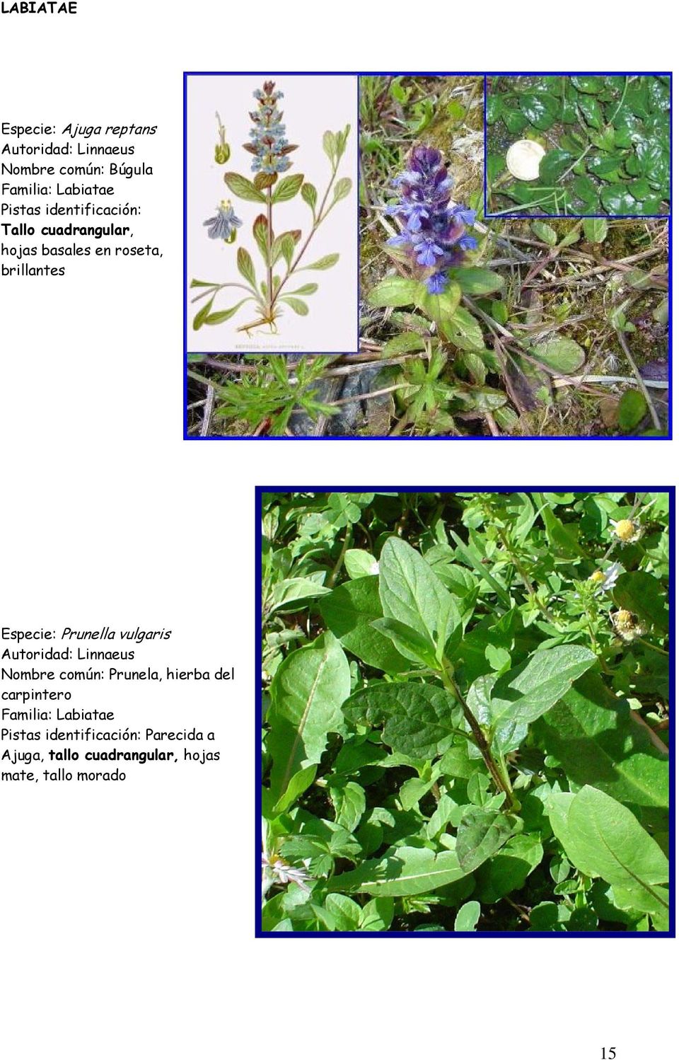 Prunella vulgaris Nombre común: Prunela, hierba del carpintero