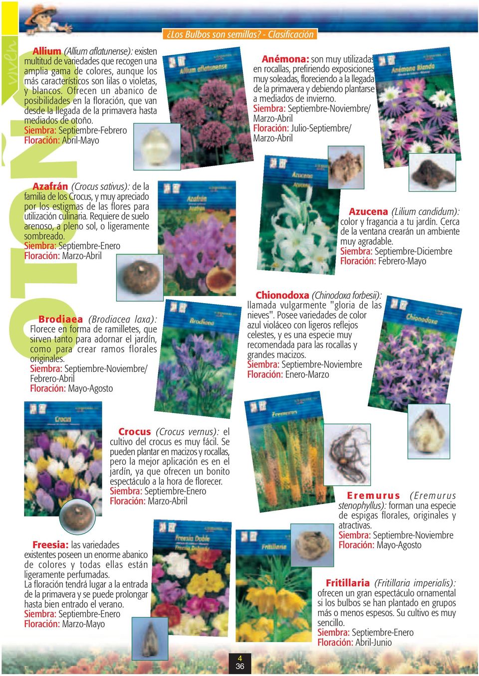 Siembra: Septiembre-Febrero Floración: Abril-Mayo OTOÑO Azafrán (Crocus sativus): de la familia de los Crocus, y muy apreciado por los estigmas de las flores para utilización culinaria.