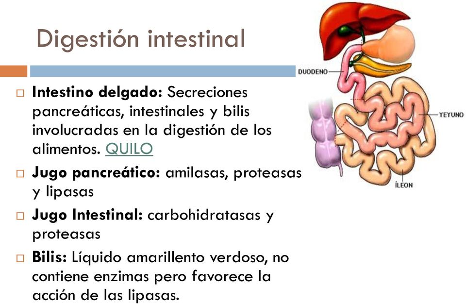 QUILO Jugo pancreático: amilasas, proteasas y lipasas Jugo Intestinal: