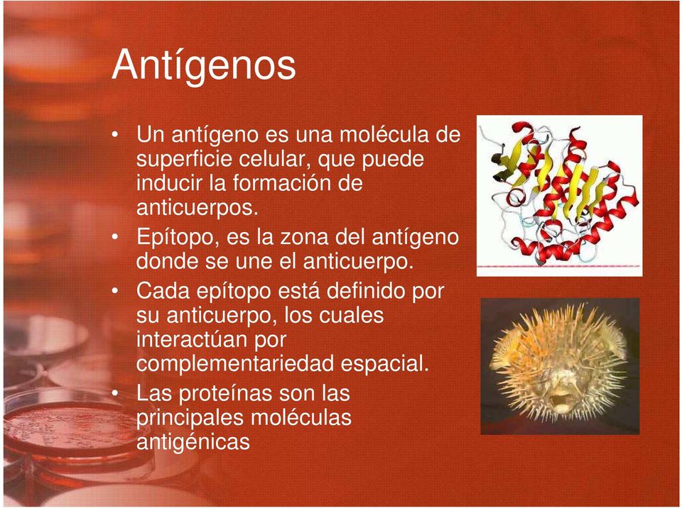 Epítopo, es la zona del antígeno donde se une el anticuerpo.