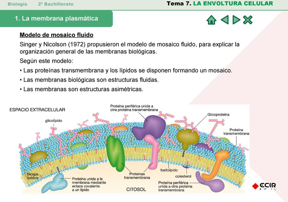 Según este modelo: Las proteínas transmembrana y los lípidos se disponen formando un mosaico.