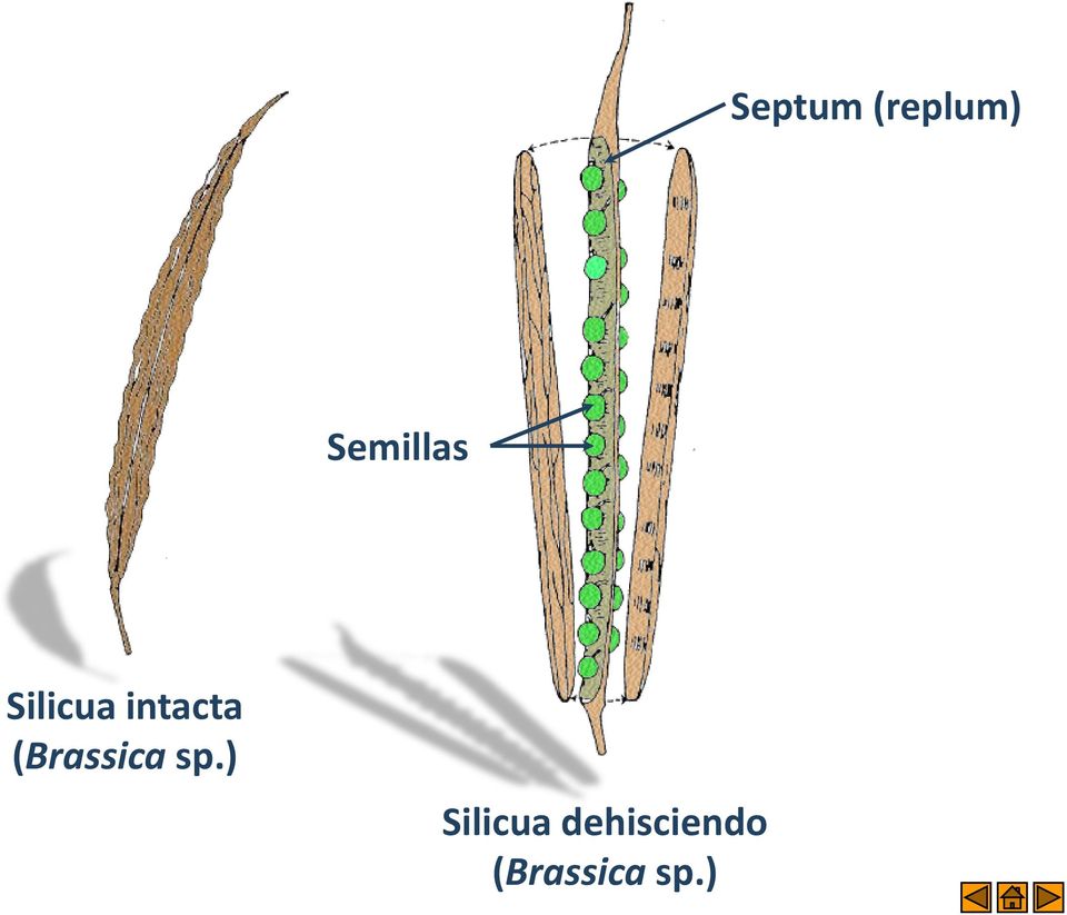 intacta (Brassica sp.