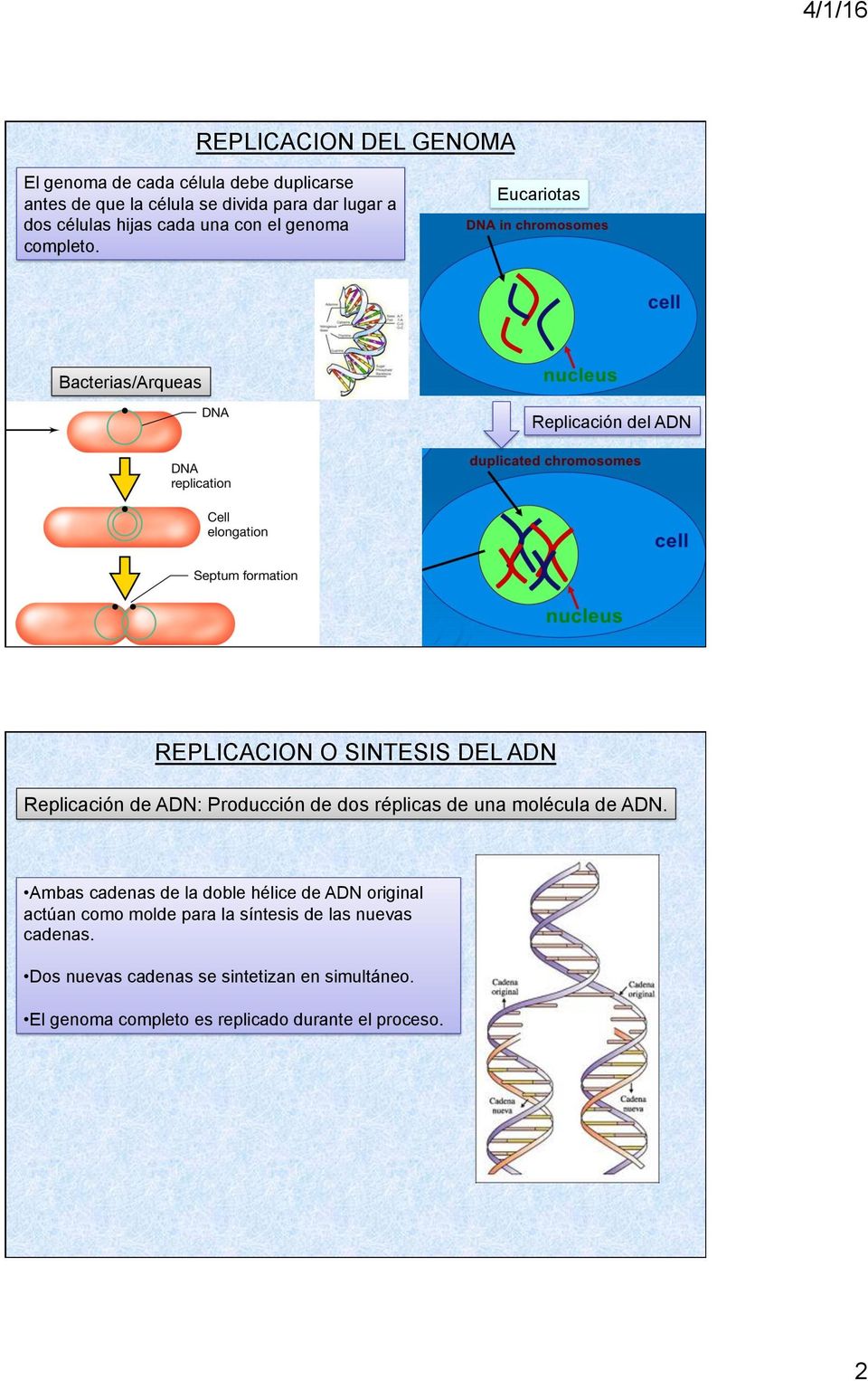 Eucariotas Bacterias/Arqueas Replicación del ADN REPLICACION O SINTESIS DEL ADN Replicación de ADN: Producción de dos réplicas de