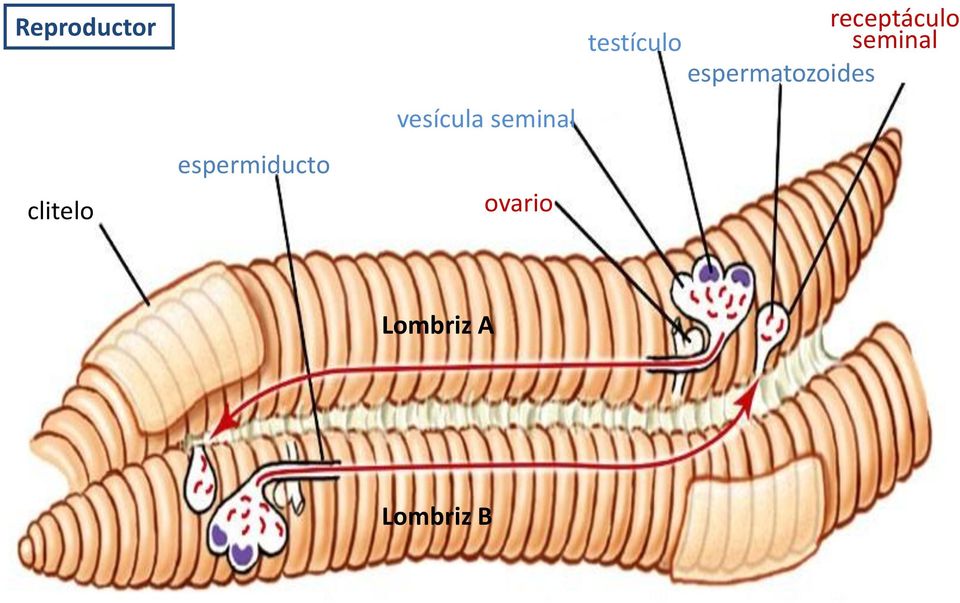 ovario receptáculo testículo