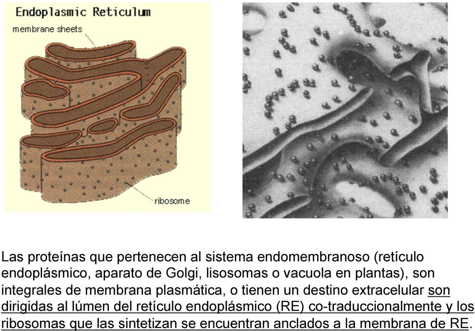 tienen un destino extracelular son dirigidas al lúmen del retículo endoplásmico (RE)