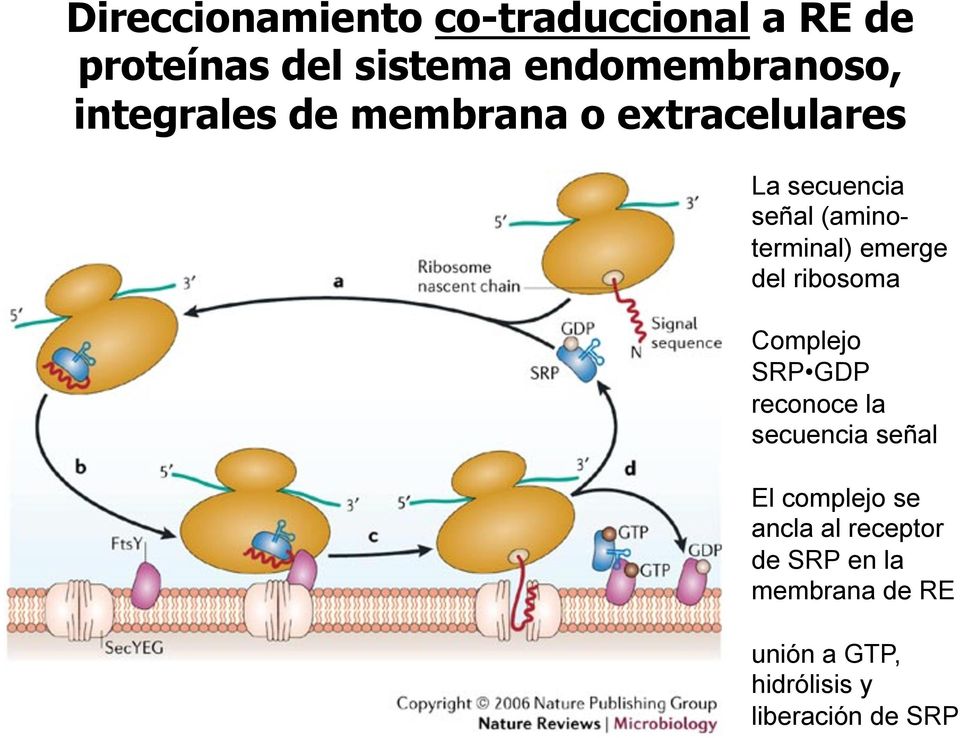emerge del ribosoma Complejo SRP GDP reconoce la secuencia señal El complejo se