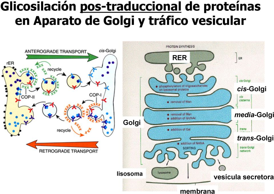 vesicular RER cis-golgi Golgi