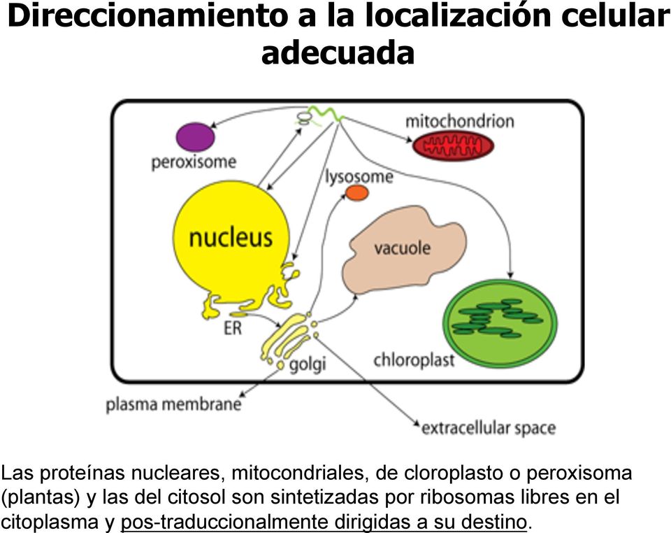 peroxisoma (plantas) y las del citosol son sintetizadas por