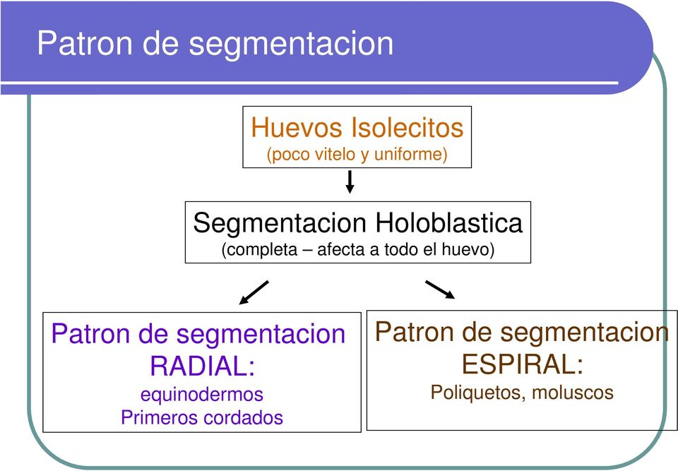 el huevo) Patron de segmentacion RADIAL: equinodermos