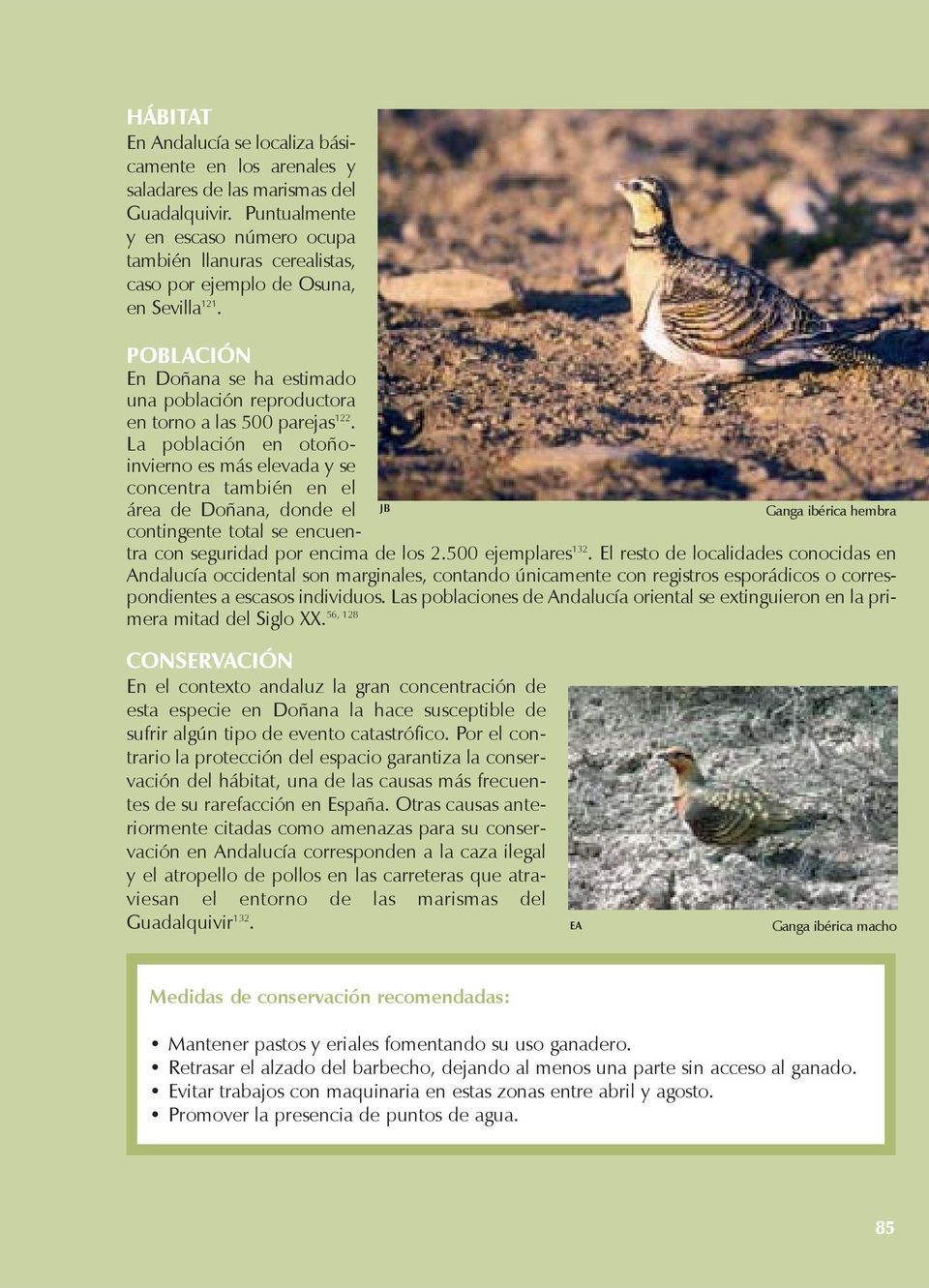 JB Ganga ibérica hembra POBLACIÓN En Doñana se ha estimado una población reproductora en torno a las 500 parejas 122.