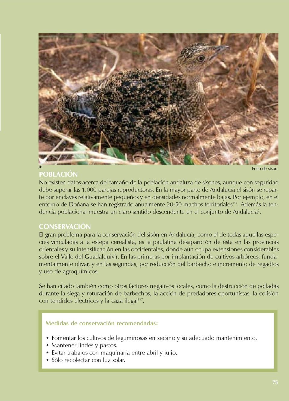 Por ejemplo, en el entorno de Doñana se han registrado anualmente 20-50 machos territoriales 117. Además la tendencia poblacional muestra un claro sentido descendente en el conjunto de Andalucía 2.
