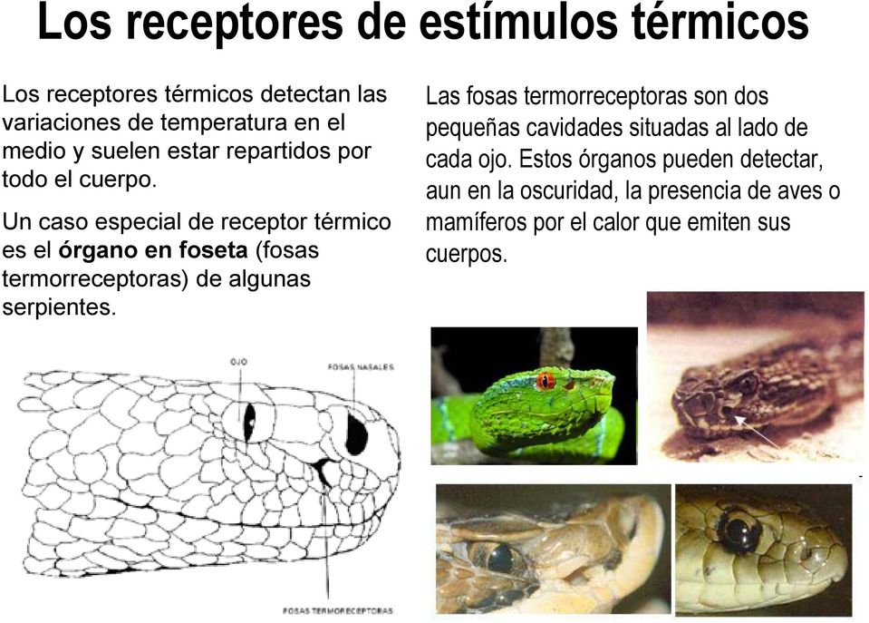 Un caso especial de receptor térmico es el órgano en foseta (fosas termorreceptoras) de algunas serpientes.