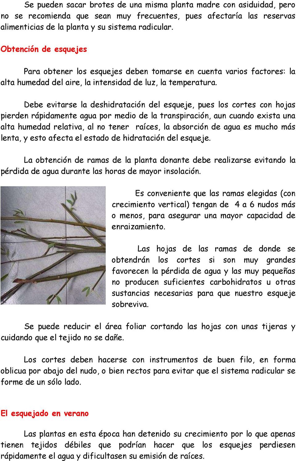 Debe evitarse la deshidratación del esqueje, pues los cortes con hojas pierden rápidamente agua por medio de la transpiración, aun cuando exista una alta humedad relativa, al no tener raíces, la
