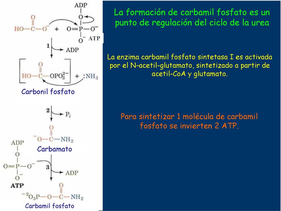 N-acetil-glutamato, sintetizado a partir de acetil-coa y glutamato.