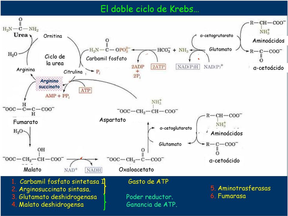 Aminoácidos 4 α-cetoácido Malato Oxaloacetato 1. Carbamil fosfato sintetasa I Gasto de ATP 2.