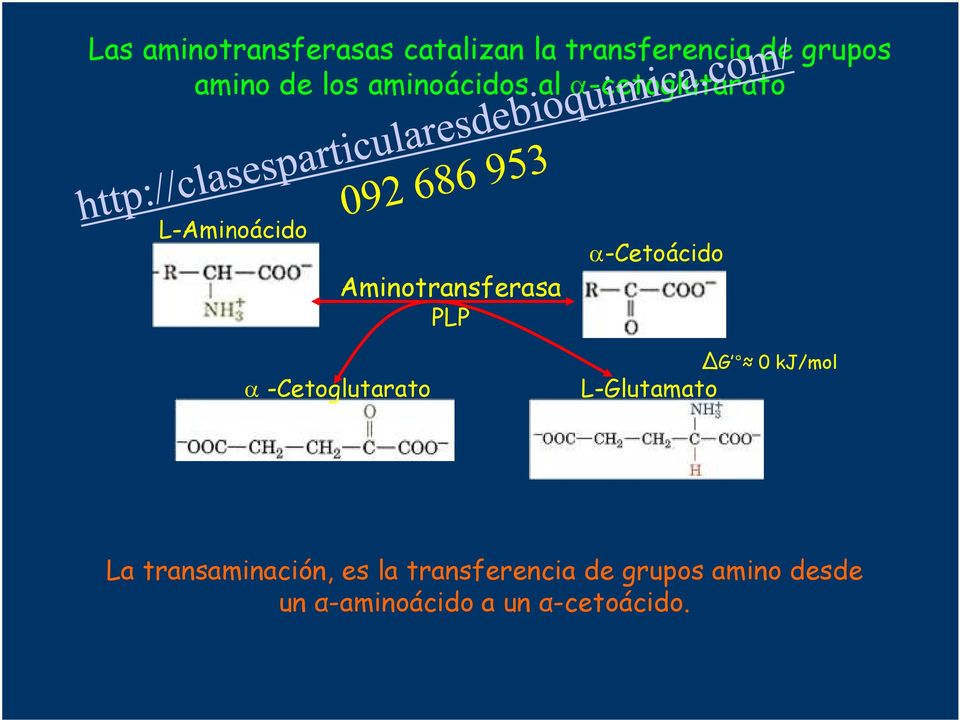 α-cetoácido α -Cetoglutarato L- ΔG 0 kj/mol La transaminación, es la