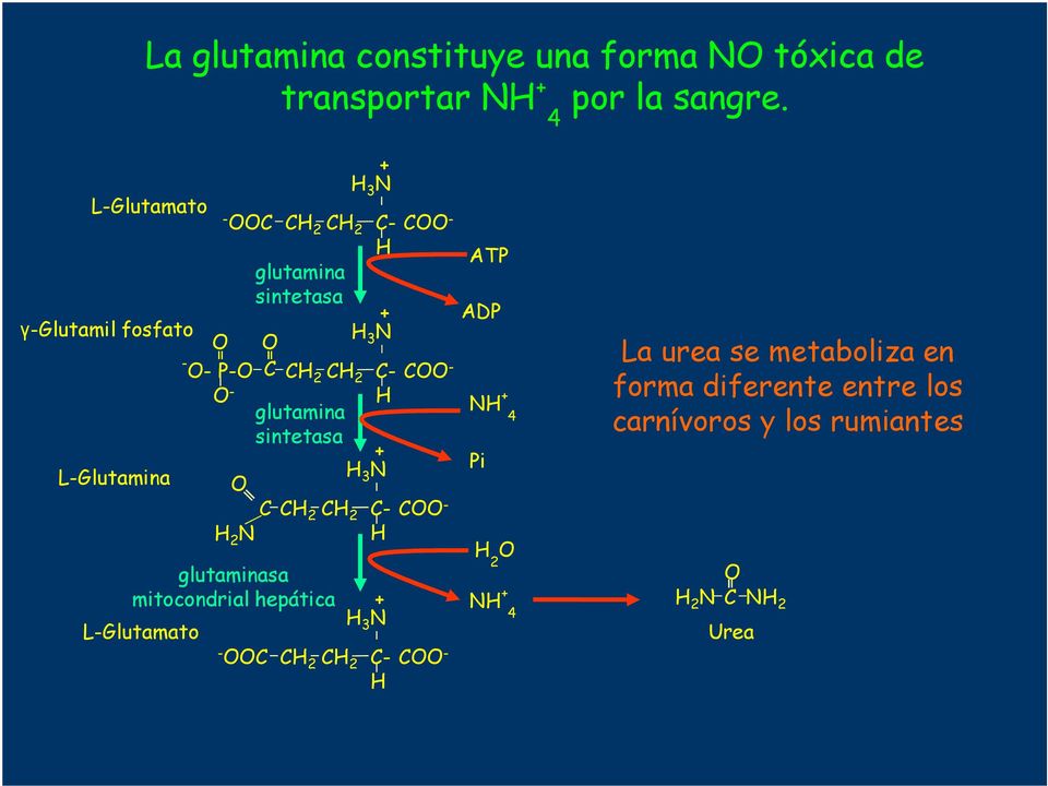 2 H L-Glutamina O - glutamina sintetasa glutaminasa mitocondrial hepática L- O C CH 2 CH 2 H 2 N - OOC CH 2 CH 2 + H 3