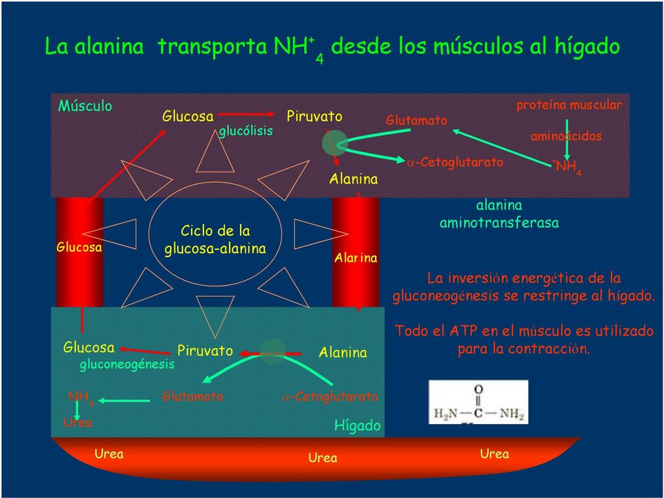 aminotransferasa La inversión energética de la gluconeogénesis se restringe al hígado.