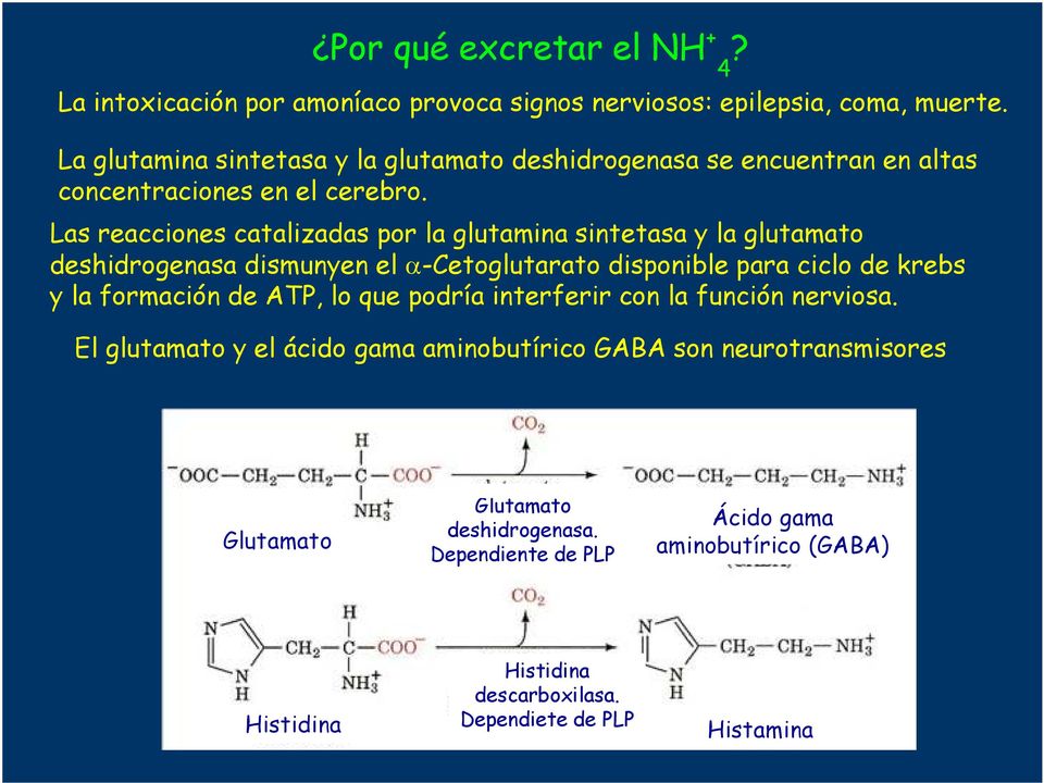 Las reacciones catalizadas por la glutamina sintetasa y la glutamato deshidrogenasa dismunyen el α-cetoglutarato disponible para ciclo de krebs y la