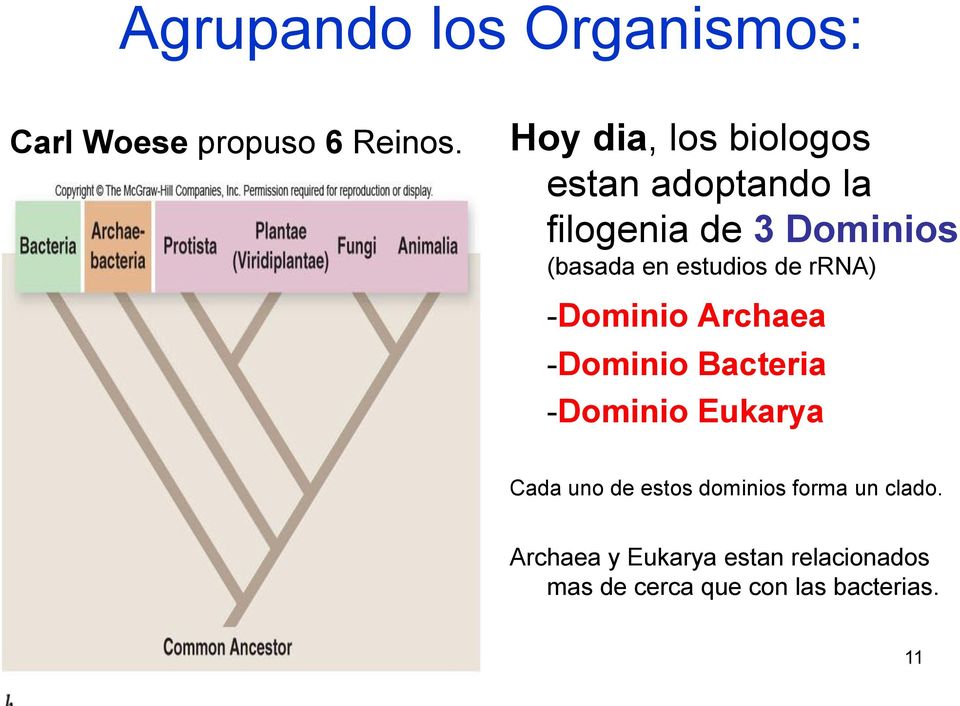 estudios de rrna) -Dominio Archaea -Dominio Bacteria -Dominio Eukarya Cada uno