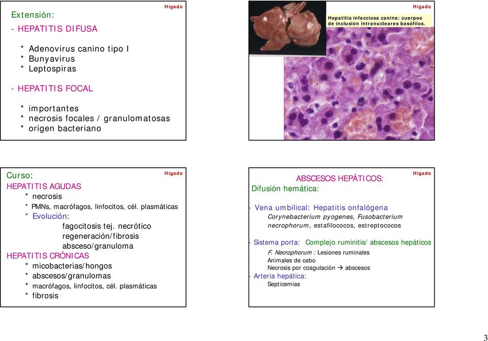 necrótico regeneración/fibrosis absceso/granuloma HEPATITIS CRÓNICAS * micobacterias/hongos * abscesos/granulomas * macrófagos, linfocitos, cél.