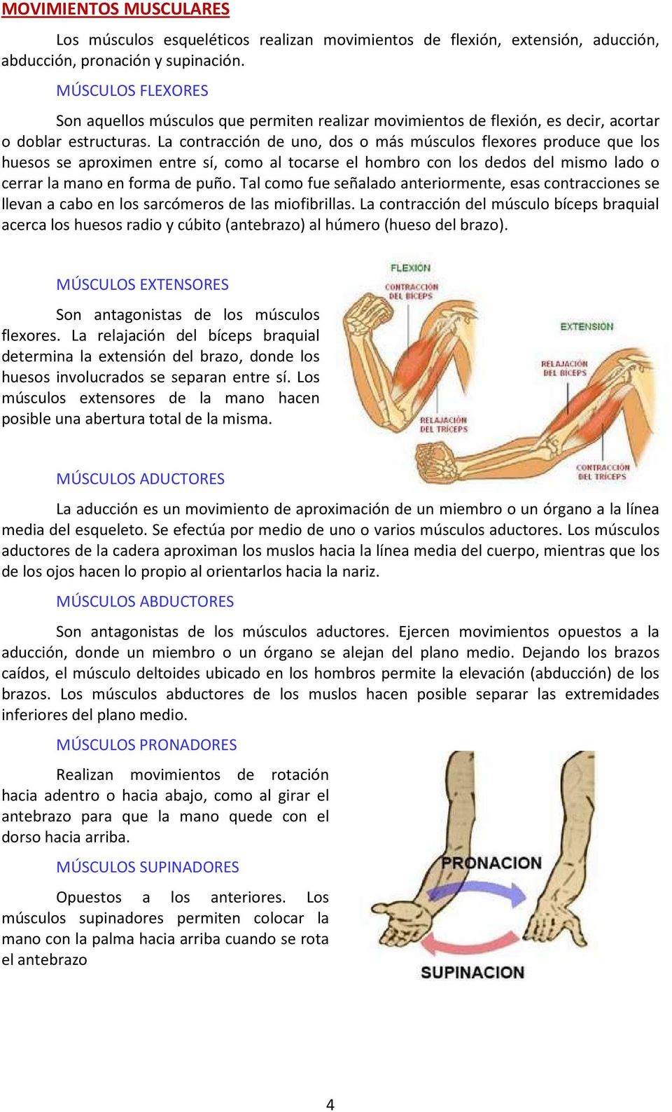 La contracción de uno, dos o más músculos flexores produce que los huesos se aproximen entre sí, como al tocarse el hombro con los dedos del mismo lado o cerrar la mano en forma de puño.