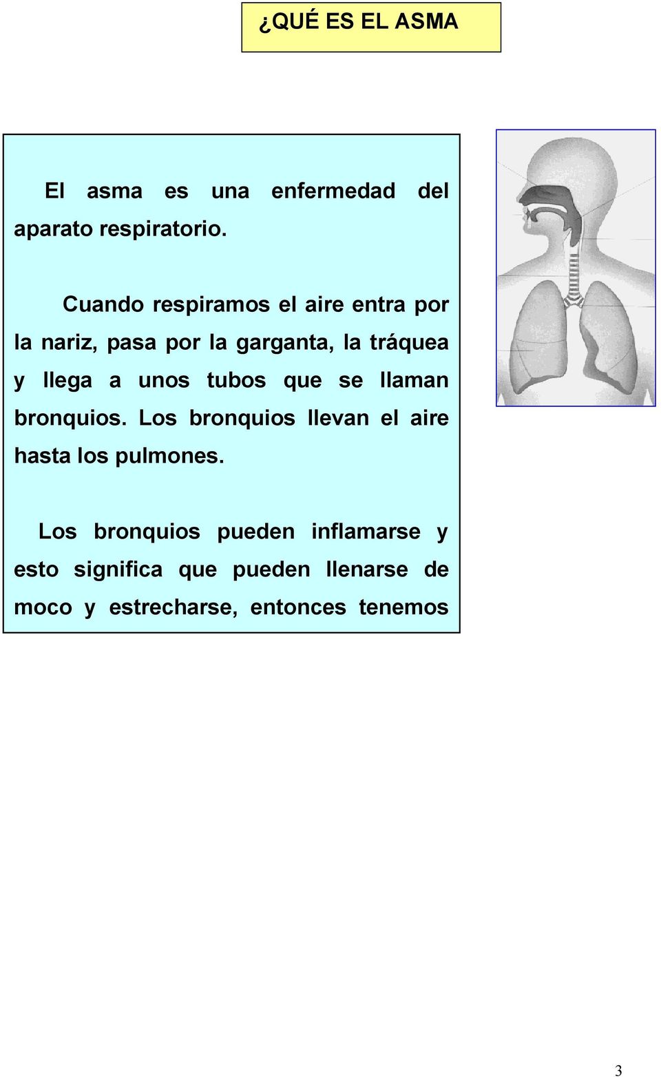 unos tubos que se llaman bronquios. Los bronquios llevan el aire hasta los pulmones.