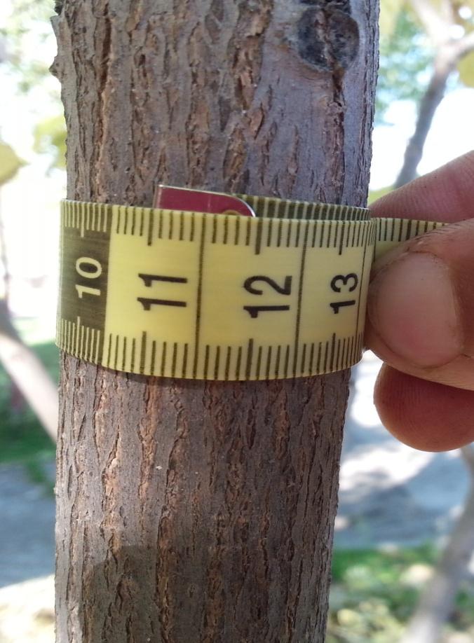 5- Tamaño de planta Por tanto, para hacer referencia al calibre de la planta, podemos medir el perímetro del tronco (Foto 9) o el diámetro
