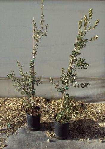 5.- Terminología de tamaño de planta Cuando la planta tiene un calibre mayor de 30 cm se denominan ejemplares, y se suelen clasificar por el perímetro de tronco, como ocurre con los olivos