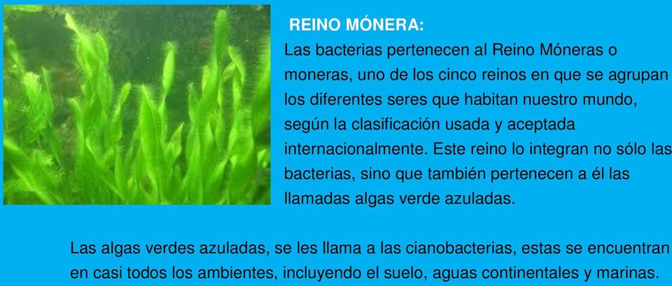Este reino lo integran no sólo las bacterias, sino que también pertenecen a él las llamadas algas verde azuladas.