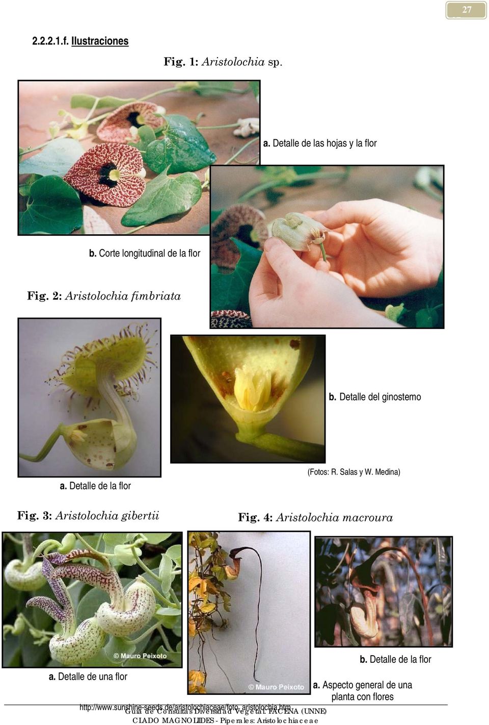 Detalle de la flor Fig. 3: Aristolochia gibertii (Fotos: R. Salas y W. Medina) Fig.