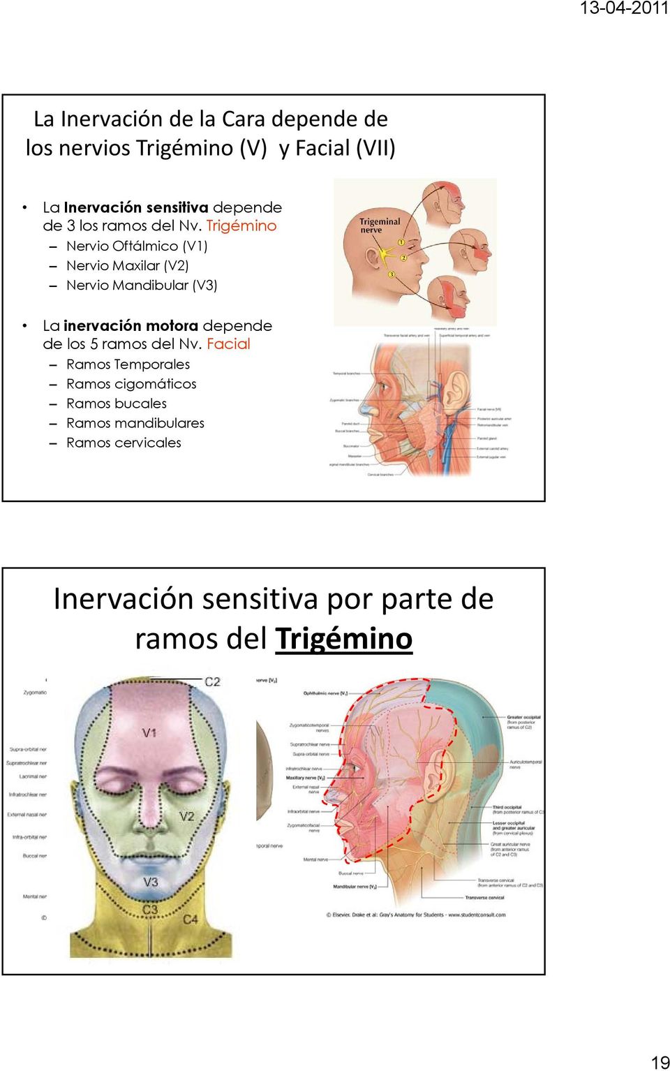 Trigémino Nervio Oftálmico (V1) Nervio Maxilar (V2) Nervio Mandibular (V3) La inervación motora