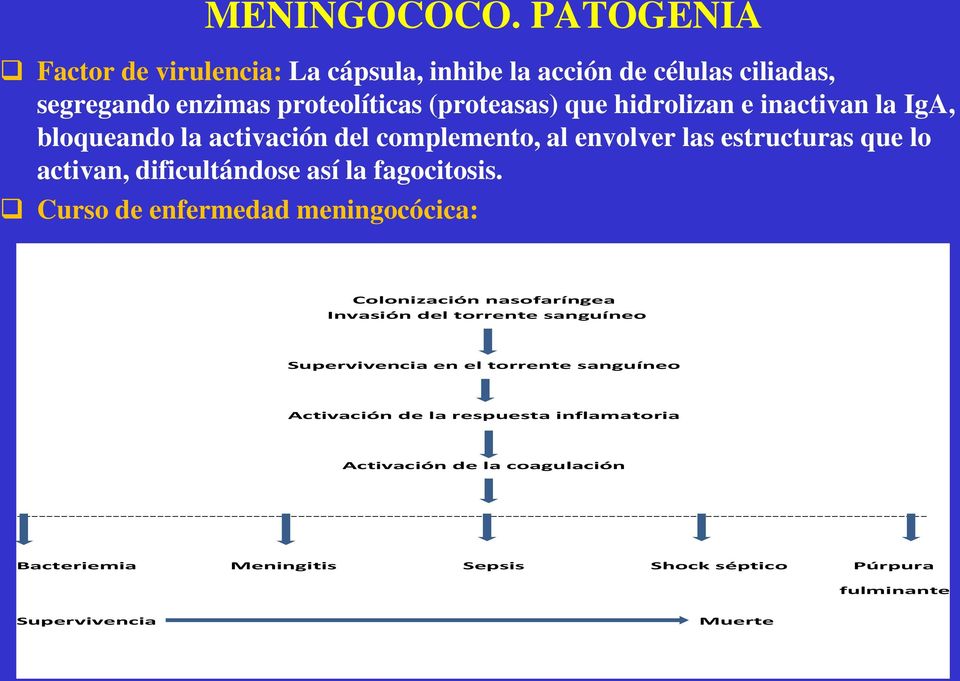 activación del complemento, al envolver las estructuras que lo activan, dificultándose así la fagocitosis.
