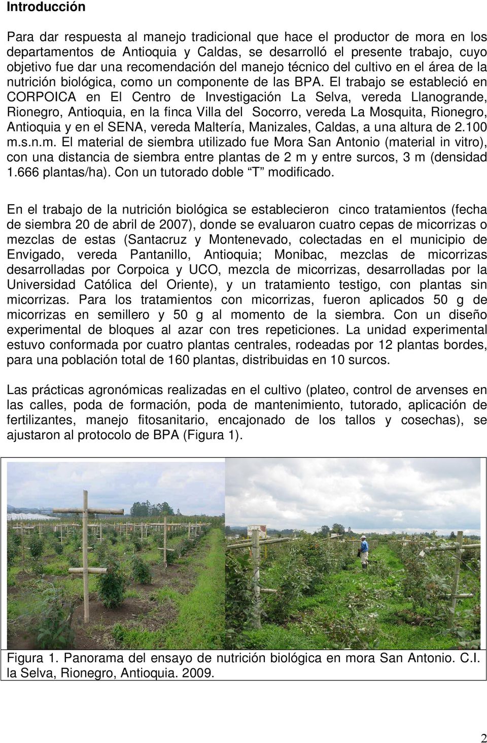 El trabajo se estableció en CORPOICA en El Centro de Investigación La Selva, vereda Llanogrande, Rionegro, Antioquia, en la finca Villa del Socorro, vereda La Mosquita, Rionegro, Antioquia y en el