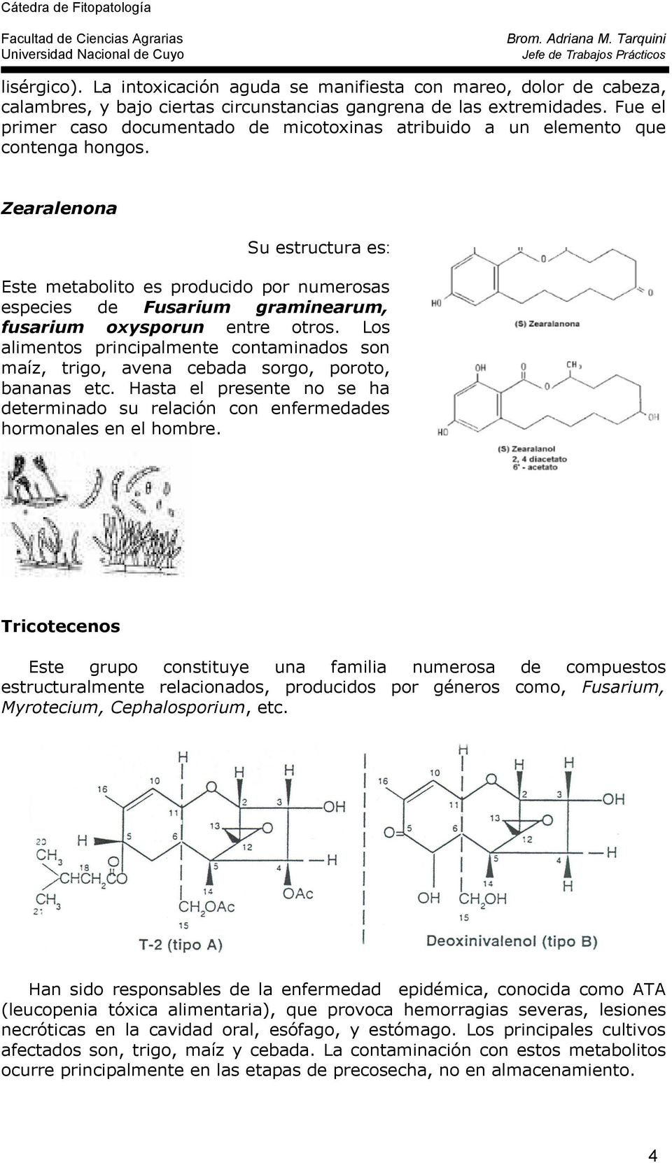 Zearalenona Su estructura es: Este metabolito es producido por numerosas especies de Fusarium graminearum, fusarium oxysporun entre otros.
