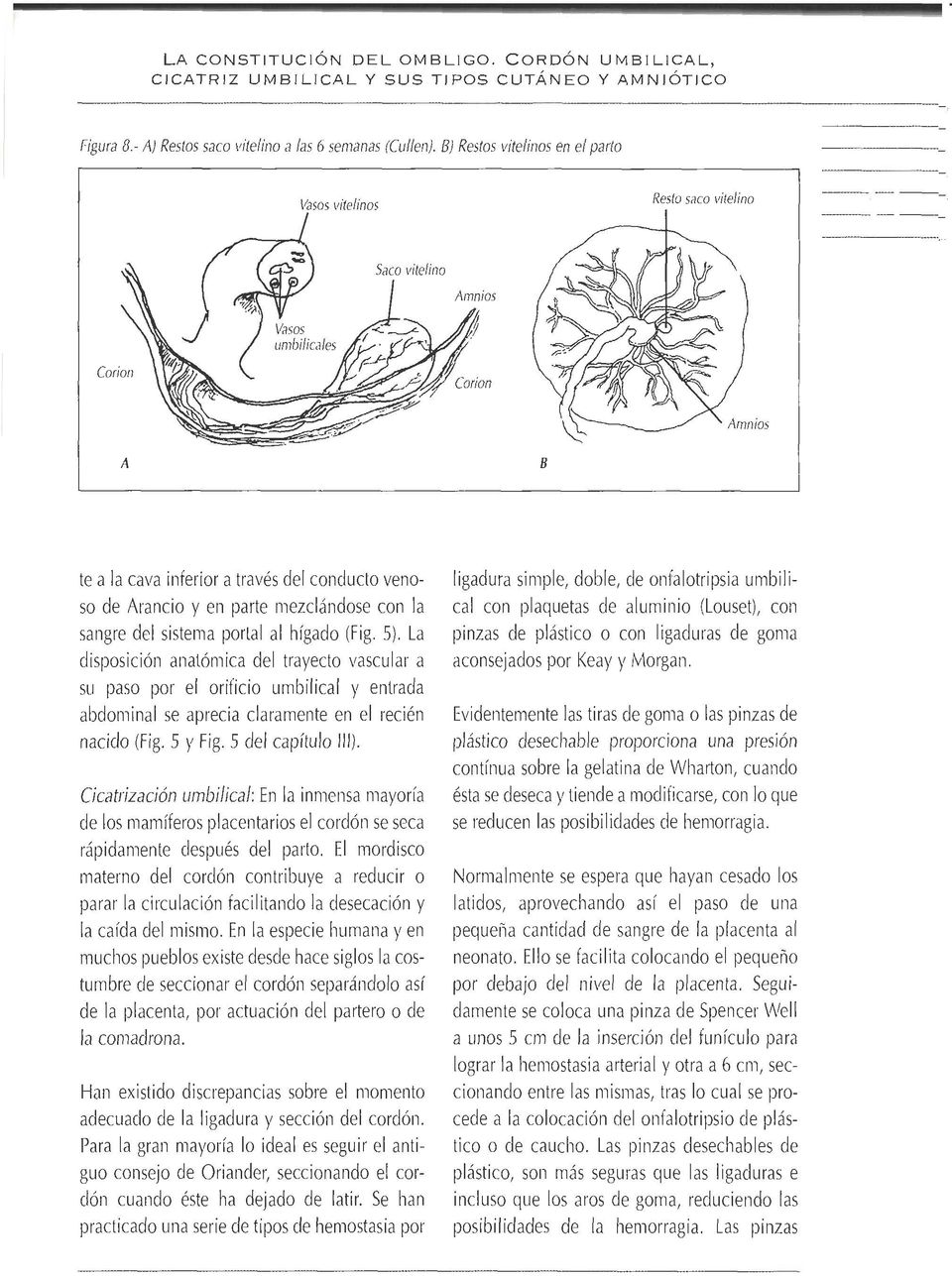 (Fig. 5). La disposición anatómica del trayecto \/ascular a su paso por el oriticio urnbilical y entrada abdominal se aprecia claramente en el recién nacido (Fig. 5 y Fig. 5 del capítulo 111).