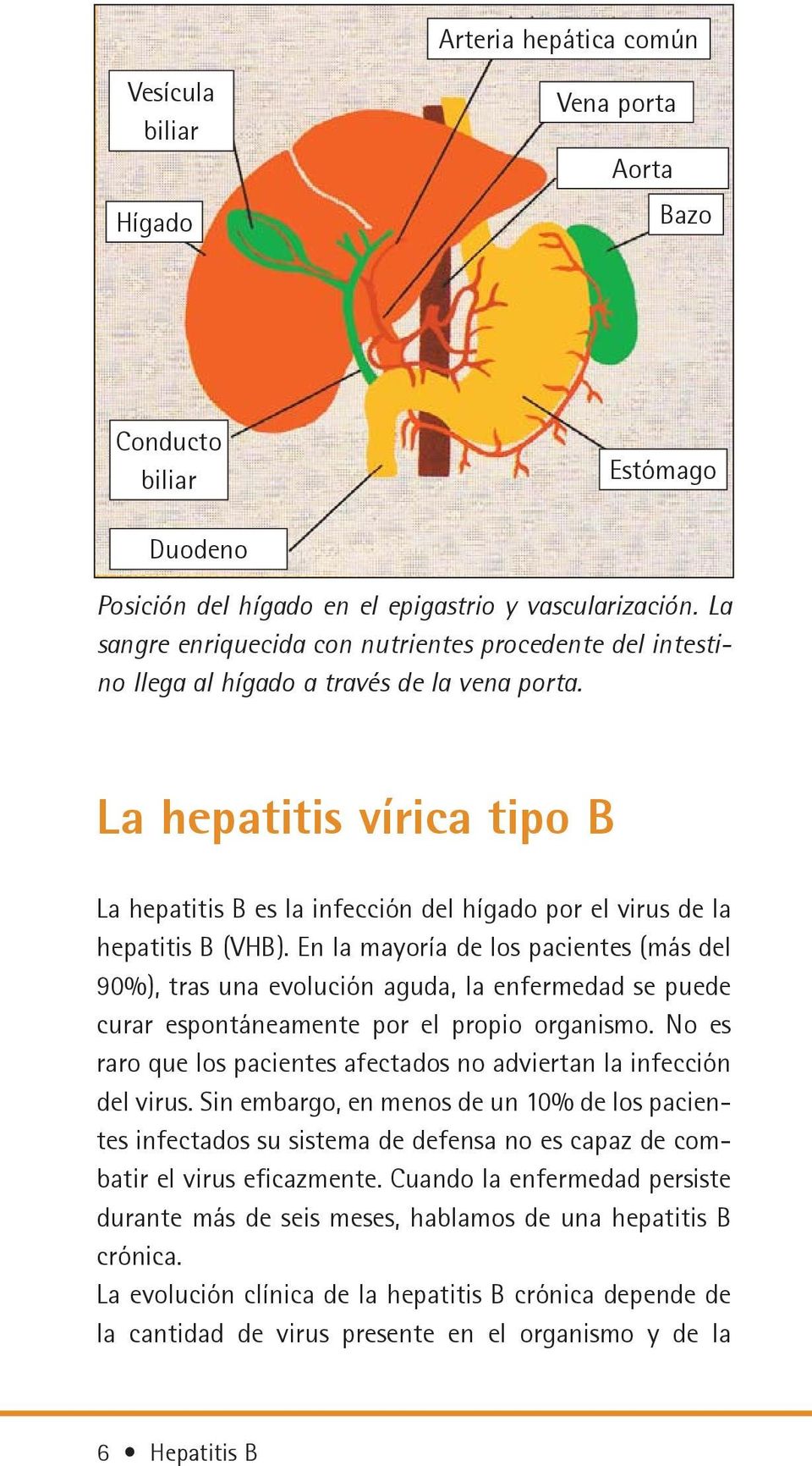 La hepatitis vírica tipo B La hepatitis B es la infección del hígado por el virus de la hepatitis B (VHB).