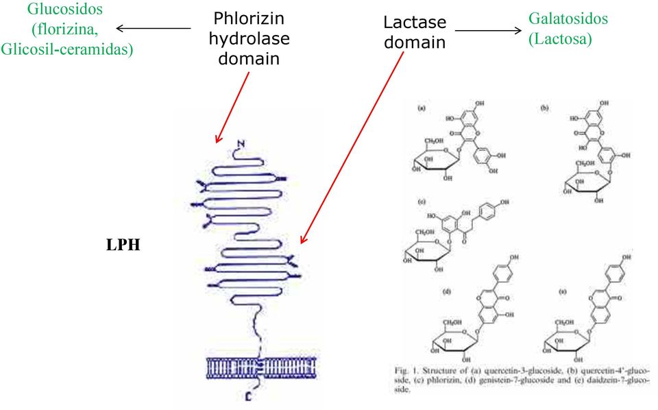 Phlorizin hydrolase domain