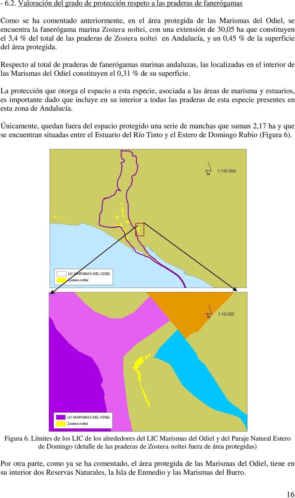 noltei, con una extensión de 30,05 ha que constituyen el 3,4 % del total de las praderas de Zostera noltei en Andalucía, y un 0,45 % de la superficie del área protegida.