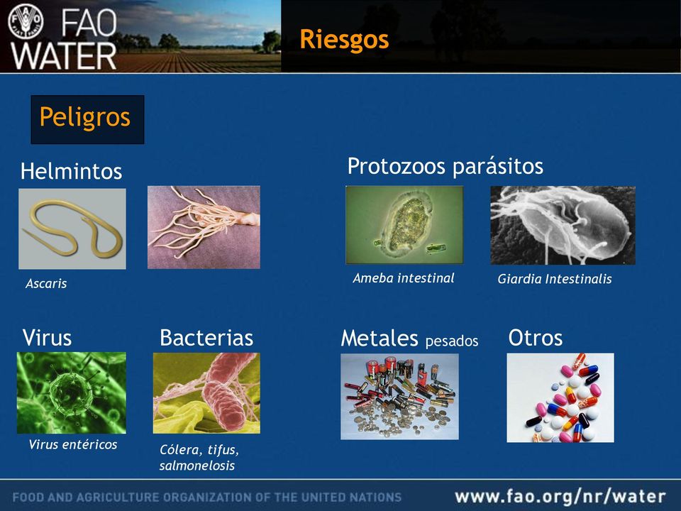 Intestinalis Virus Bacterias Metales