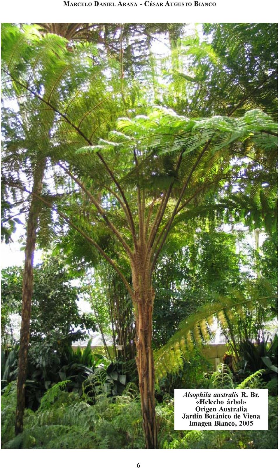 «Helecho árbol» Origen Australia