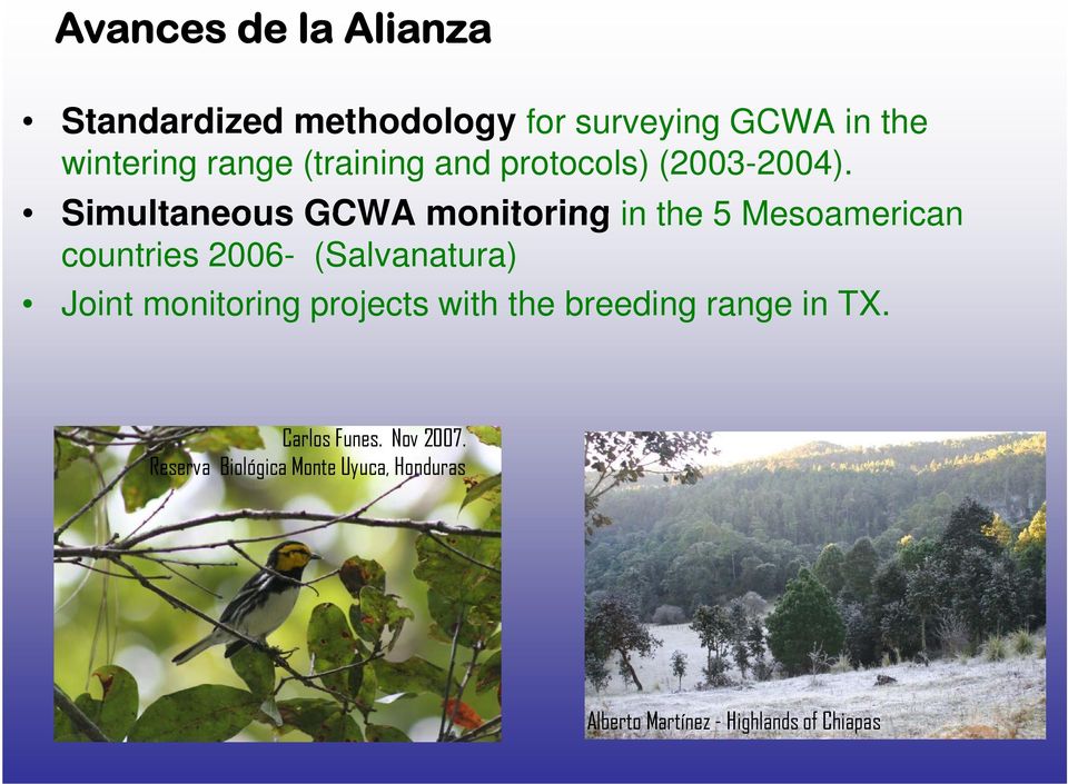 Simultaneous GCWA monitoring in the 5 Mesoamerican countries 2006- (Salvanatura) Joint